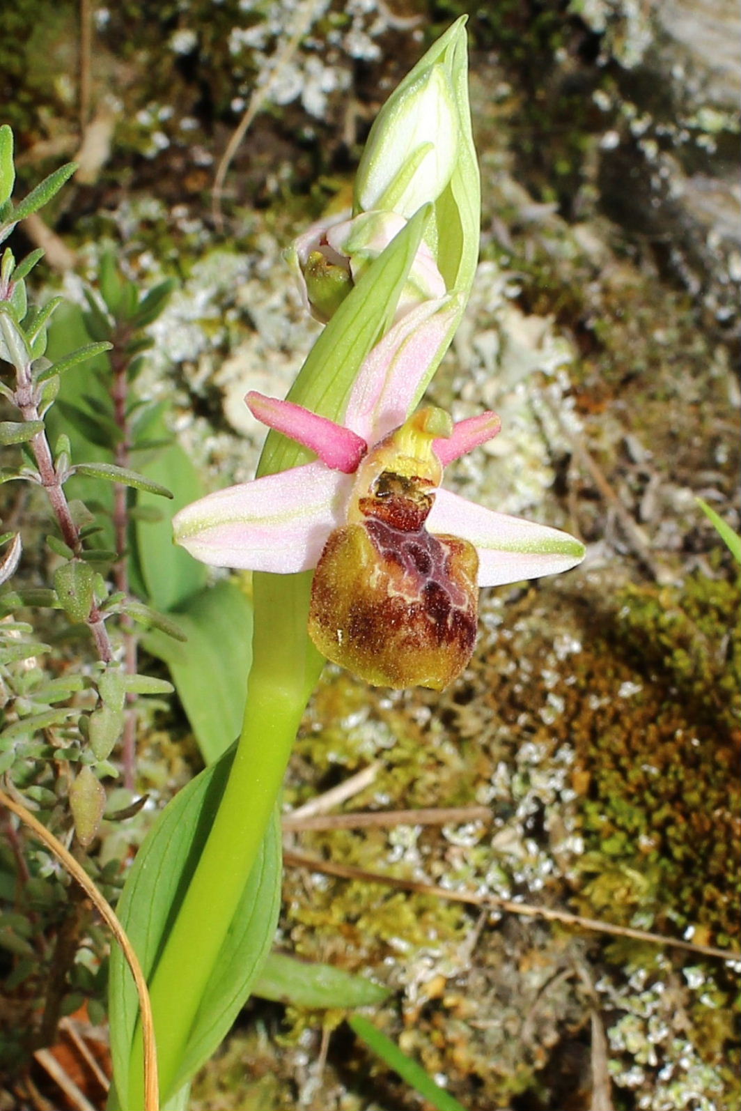 Ophrys exaltata subsp. montis-leonis - variabilit